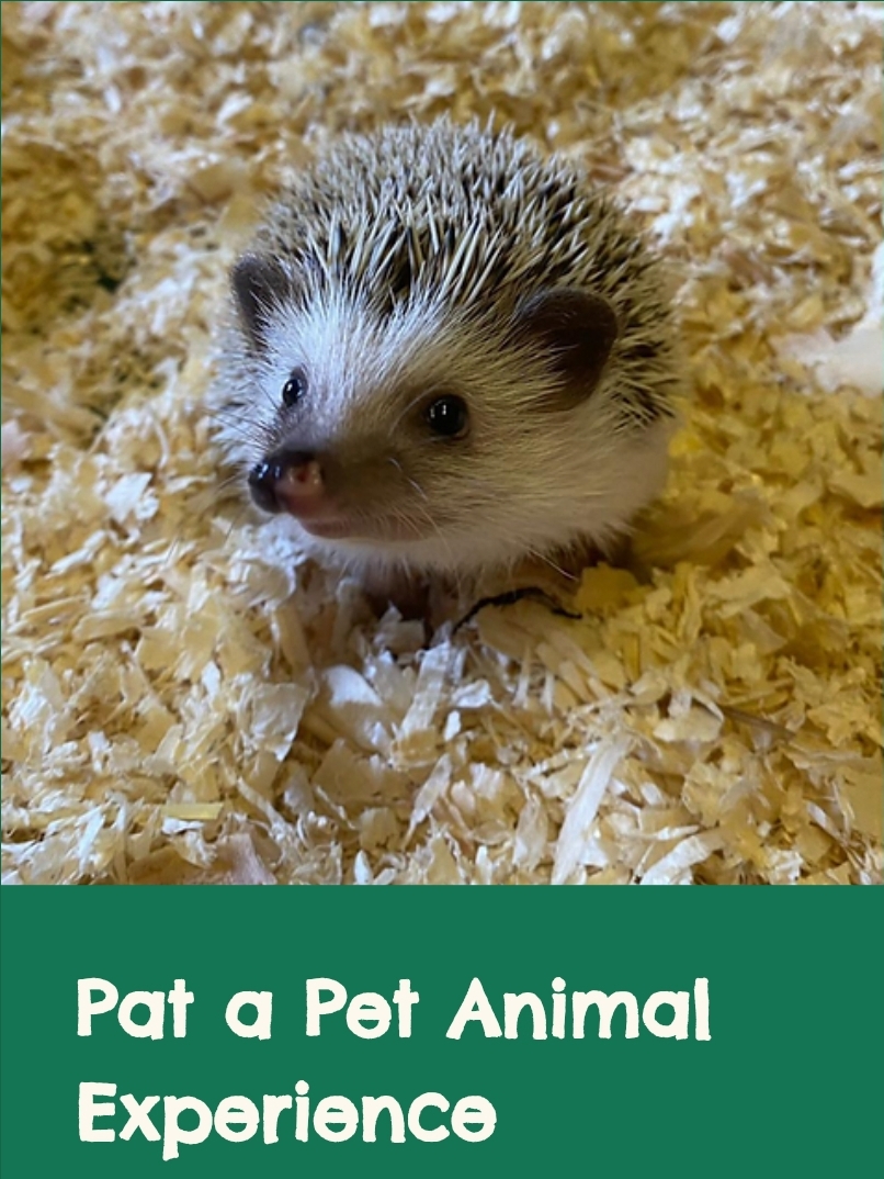 🐷 FREE ENTRY FARM - Knotts of Tempsford 2025 at Knotts of Tempsford, Station Road, Tempsford, SG19 2AY | Advance Booking, Animals, Attractions, Baby/Toddlers, Family, Food/Drink, Free Entry, Fun, Kids, Outdoor, Play Area, Seasonal, Tickets | Suitable for: Children, Family, Toilets, Free Parking, Parking Onsite 🐷 FREE ENTRY FARM - Knotts of Tempsford 2025 - Event Image 2 January 11, 2025 09:00 AM