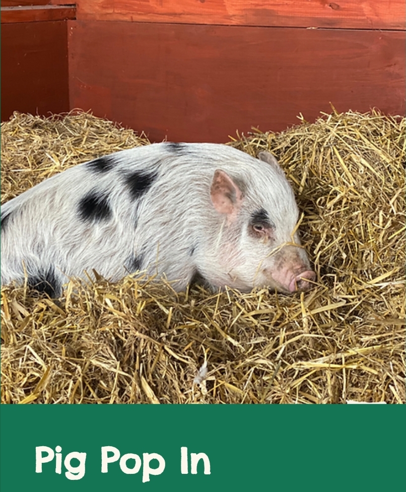 🐷 FREE ENTRY FARM - Knotts of Tempsford 2025 at Knotts of Tempsford, Station Road, Tempsford, SG19 2AY | Advance Booking, Animals, Attractions, Baby/Toddlers, Family, Food/Drink, Free Entry, Fun, Kids, Outdoor, Play Area, Seasonal, Tickets | Suitable for: Children, Family, Toilets, Free Parking, Parking Onsite 🐷 FREE ENTRY FARM - Knotts of Tempsford 2025 - Event Image 3 January 11, 2025 09:00 AM