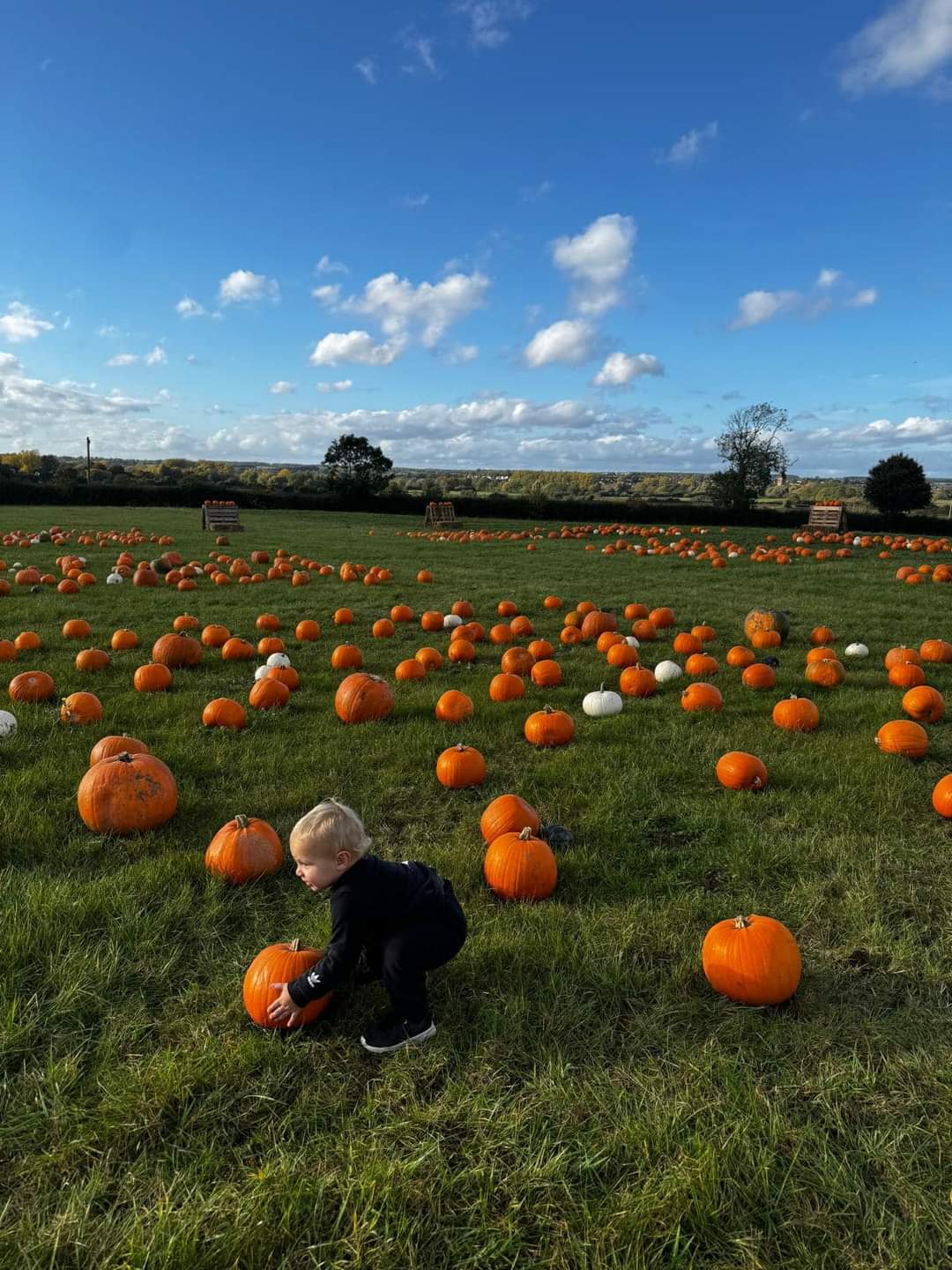 🎃 Embers Pumpkin Patch 2024 Clifton Reynes, Olney   - Event Image 6 October 25, 2024 09:30 AM