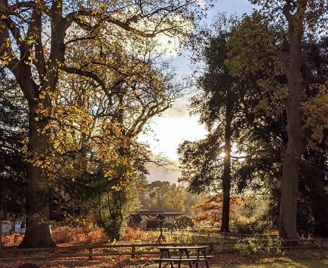 🍁 FREE AUTUMN CRAFT - RSPB LODGE, Sandy   - Event Image 2 November 02, 2024 10:00 AM