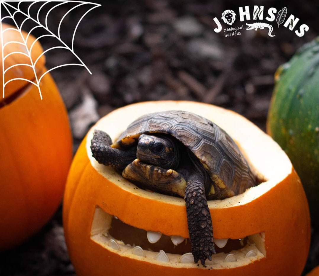 🐊 Halloween at Johnsons of Old Hurst - Huntingdon at Johnsons of Old Hurst,
Church Farm, Church Street, Old Hurst Huntingdon, Cambridgeshire, PE28 3AF
| Adults, Animals, Attractions, Baby/Toddlers, Date Idea, Family, Food/Drink, Fun, Kids, Low Cost, Outdoor, Pay On Entry, Play Area, Annual | Suitable for: Children, Dog Friendly, Family, Free Parking, Toilets 🐊 Halloween at Johnsons of Old Hurst - Huntingdon - Event Image 2 October 30, 2024 10:30 AM