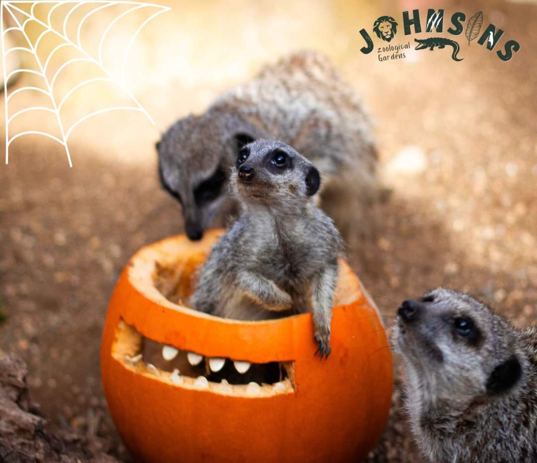 🐊 Halloween at Johnsons of Old Hurst - Huntingdon at Johnsons of Old Hurst,
Church Farm, Church Street, Old Hurst Huntingdon, Cambridgeshire, PE28 3AF
| Adults, Animals, Attractions, Baby/Toddlers, Date Idea, Family, Food/Drink, Fun, Kids, Low Cost, Outdoor, Pay On Entry, Play Area, Annual | Suitable for: Children, Dog Friendly, Family, Free Parking, Toilets 🐊 Halloween at Johnsons of Old Hurst - Huntingdon - Event Image 3 October 30, 2024 10:30 AM