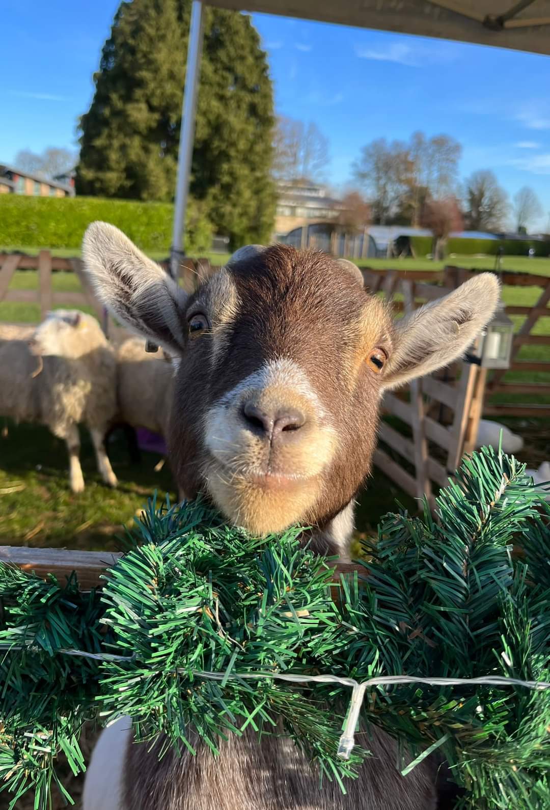 🔔🎅 Jingle & Mingle: A Parish Christmas Event  at Broughton Pavilion, Milton Keynes - Event Image 6 November 30, 2024 04:00 PM