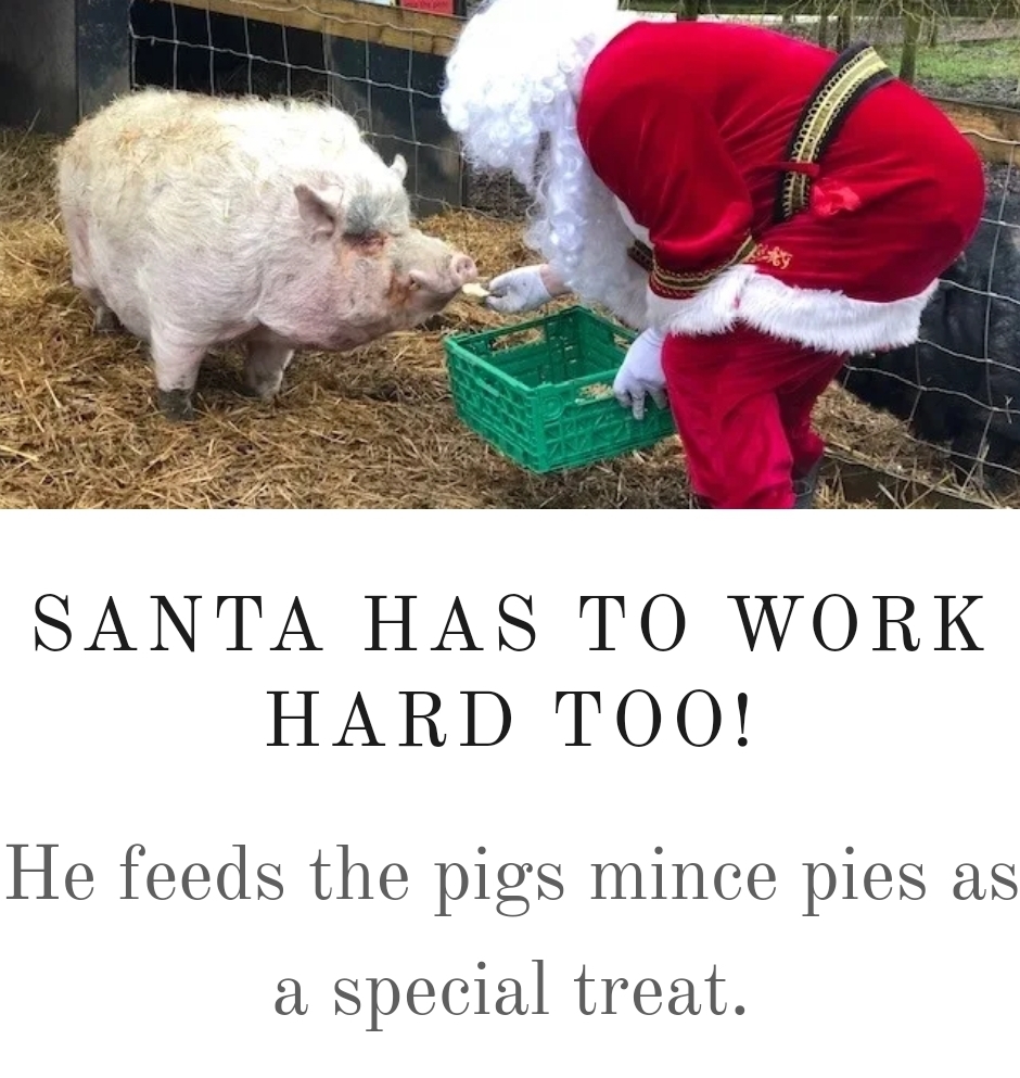 🎅🐷 Christmas with Santa & the Pigs 2024 at The Thatched House
19 Drayton Road, Newton Longville
MILTON KEYNES MK17 0BH
| Advance Booking, Animals, Baby/Toddlers, Christmas, Food/Drink, Fun, Indoor, Kids, Outdoor, Seasonal, SEN, Social, Ticket Event, Health & Wellbeing, Charity | Suitable for: Accessible, Children, Family, Free Parking, Parking Onsite, SEN, Toilets 🎅🐷 Christmas with Santa & the Pigs 2024 - Event Image 8 December 08, 2024 11:00 AM