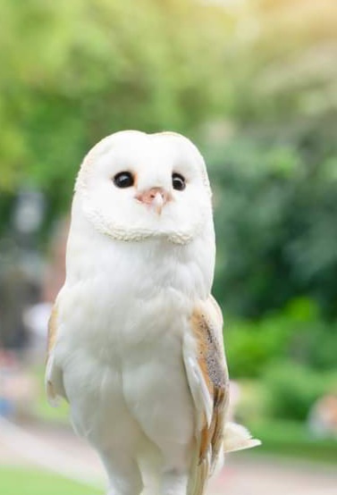 🦉 Indoor Parent & Toddler Owl & Animal Sessions at Birds of Prey Centre, Wilstead  - Event Image 5 November 25, 2024 09:30 AM