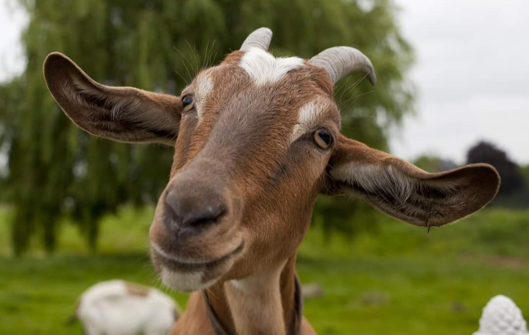 🐐 SUMMER AT HERRINGS FARM WILSTED 🐐  - Event Image 2 August 19, 2024 10:00 AM