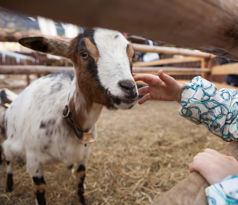 🐐 SUMMER AT HERRINGS FARM WILSTED 🐐  - Event Image 5 August 19, 2024 10:00 AM