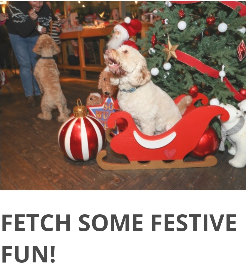 🎅🐶 COCKAPOO CAFE MILTON KEYNES - CHRISTMAS 2024 - Event Image 5 December 23, 2024 