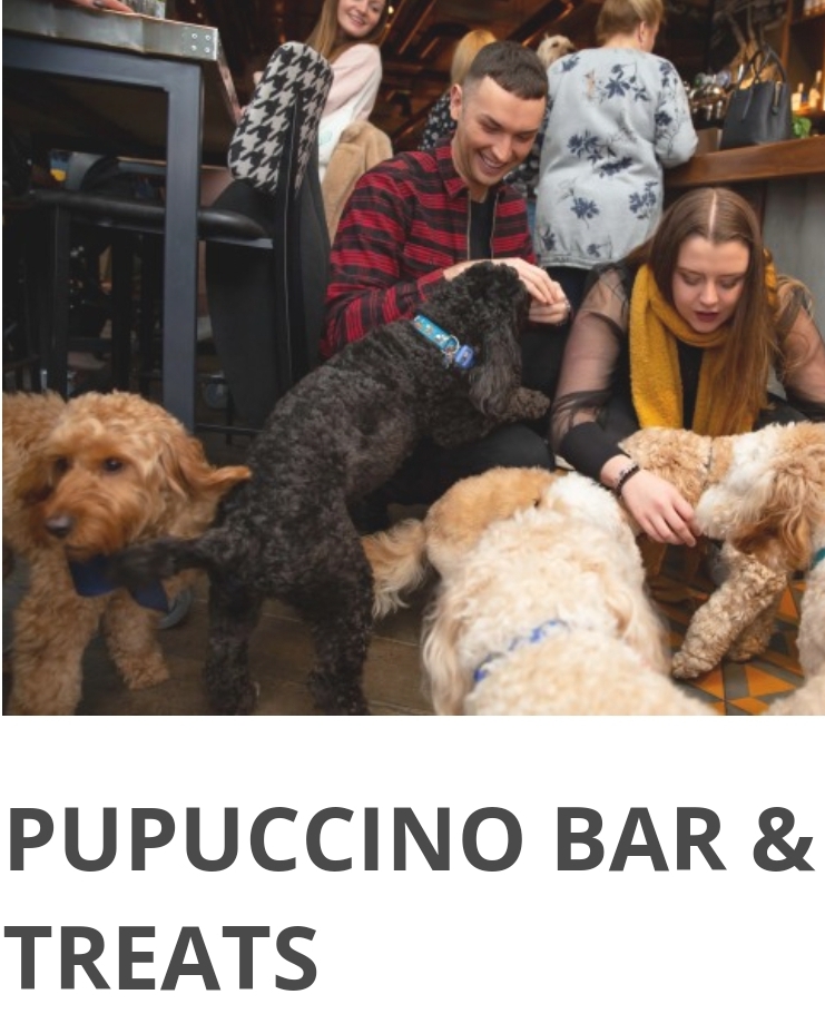 🎅🐶 COCKAPOO CAFE MILTON KEYNES - CHRISTMAS 2024 - Event Image 6 December 23, 2024 