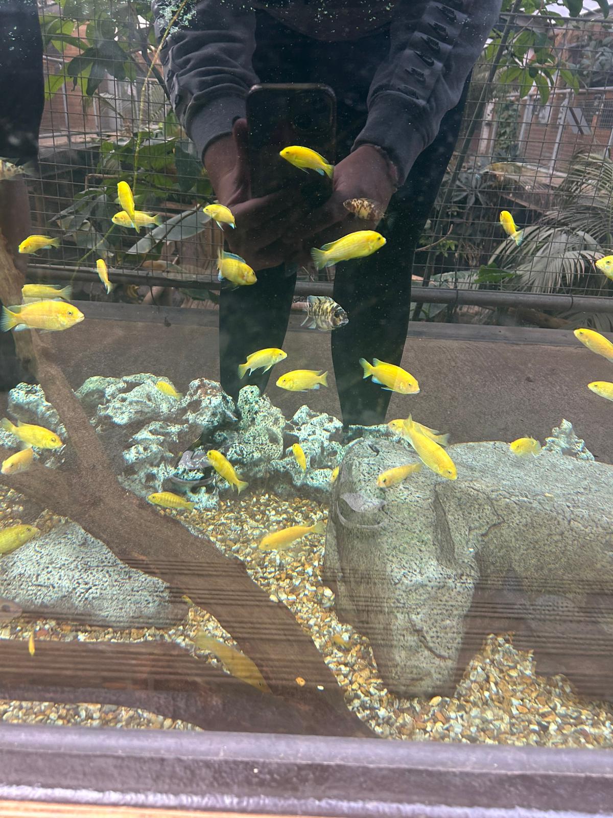 🐊 Johnsons of Old Hurst Zoo - An affordable zoo in Huntingdon not too far from Bedfordshire! 🌟 Whatsup Bedfordshire Recommended for 2024! at Johnsons of Old Hurst, Church St, Old Hurst, Huntingdon PE28 3AF
| Adults, Animals, Baby/Toddlers, Date Idea, Family, Food/Drink, Fun, Indoor, Kids, Low Cost, Outdoor, Play Area | Suitable for: Accessible, Blue Badge Parking, Children, Dog Friendly, Family, Free Parking, Toilets 🐊 Johnsons of Old Hurst Zoo - An affordable zoo in Huntingdon not too far from Bedfordshire! 🌟 Whatsup Bedfordshire Recommended for 2024! - Event Image 7 December 18, 2024 10:00 AM