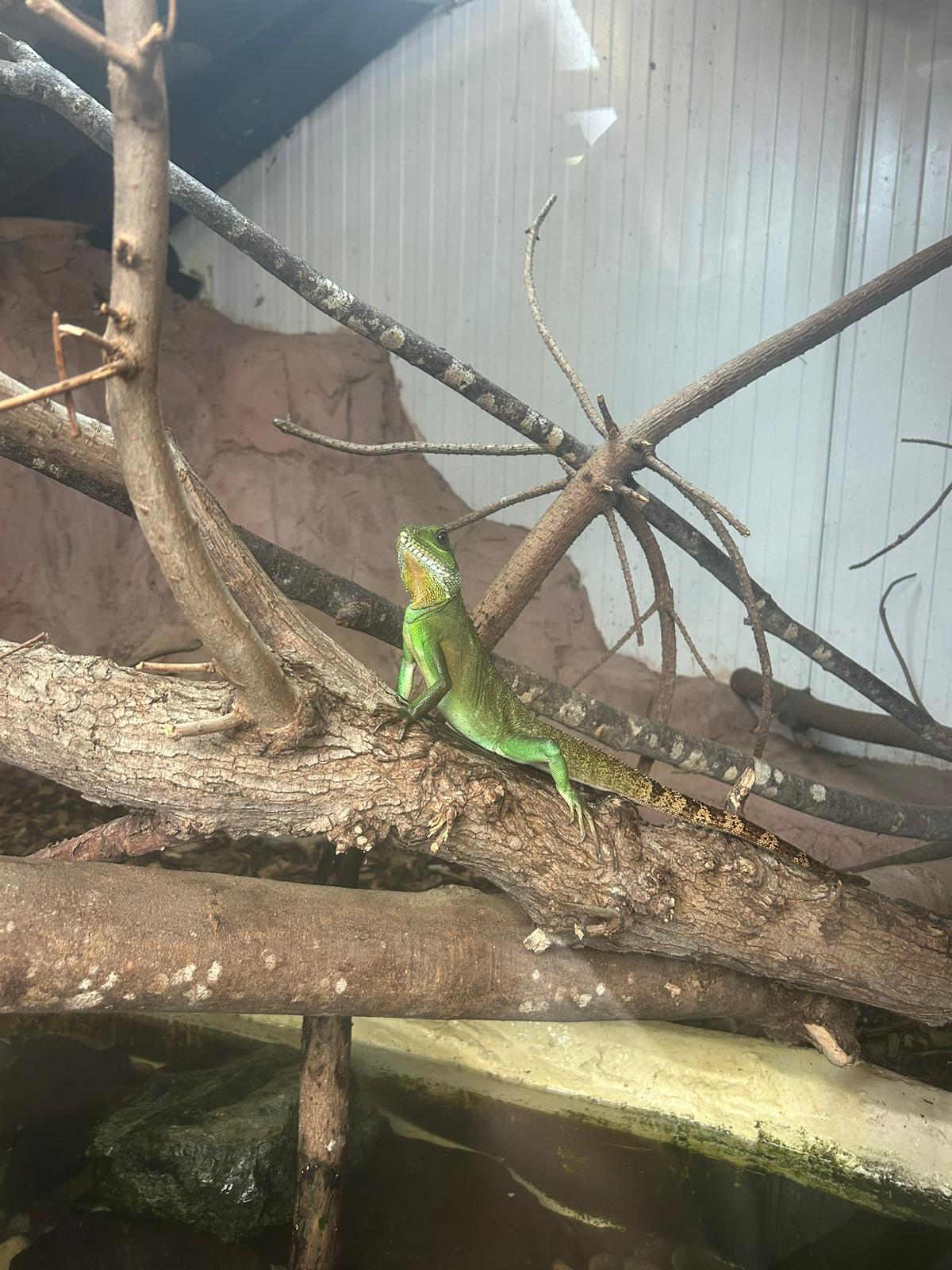 🐊 Johnsons of Old Hurst Zoo - An affordable zoo in Huntingdon not too far from Bedfordshire! 🌟 Whatsup Bedfordshire Recommended for 2024! at Johnsons of Old Hurst, Church St, Old Hurst, Huntingdon PE28 3AF
| Adults, Animals, Baby/Toddlers, Date Idea, Family, Food/Drink, Fun, Indoor, Kids, Low Cost, Outdoor, Play Area | Suitable for: Accessible, Blue Badge Parking, Children, Dog Friendly, Family, Free Parking, Toilets 🐊 Johnsons of Old Hurst Zoo - An affordable zoo in Huntingdon not too far from Bedfordshire! 🌟 Whatsup Bedfordshire Recommended for 2024! - Event Image 8 December 18, 2024 10:00 AM