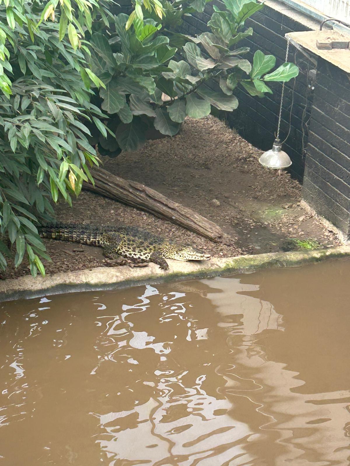 🐊 Johnsons of Old Hurst Zoo - An affordable zoo in Huntingdon not too far from Bedfordshire! 🌟 Whatsup Bedfordshire Recommended for 2024! at Johnsons of Old Hurst, Church St, Old Hurst, Huntingdon PE28 3AF
| Adults, Animals, Baby/Toddlers, Date Idea, Family, Food/Drink, Fun, Indoor, Kids, Low Cost, Outdoor, Play Area | Suitable for: Accessible, Blue Badge Parking, Children, Dog Friendly, Family, Free Parking, Toilets 🐊 Johnsons of Old Hurst Zoo - An affordable zoo in Huntingdon not too far from Bedfordshire! 🌟 Whatsup Bedfordshire Recommended for 2024! - Event Image 10 December 18, 2024 10:00 AM