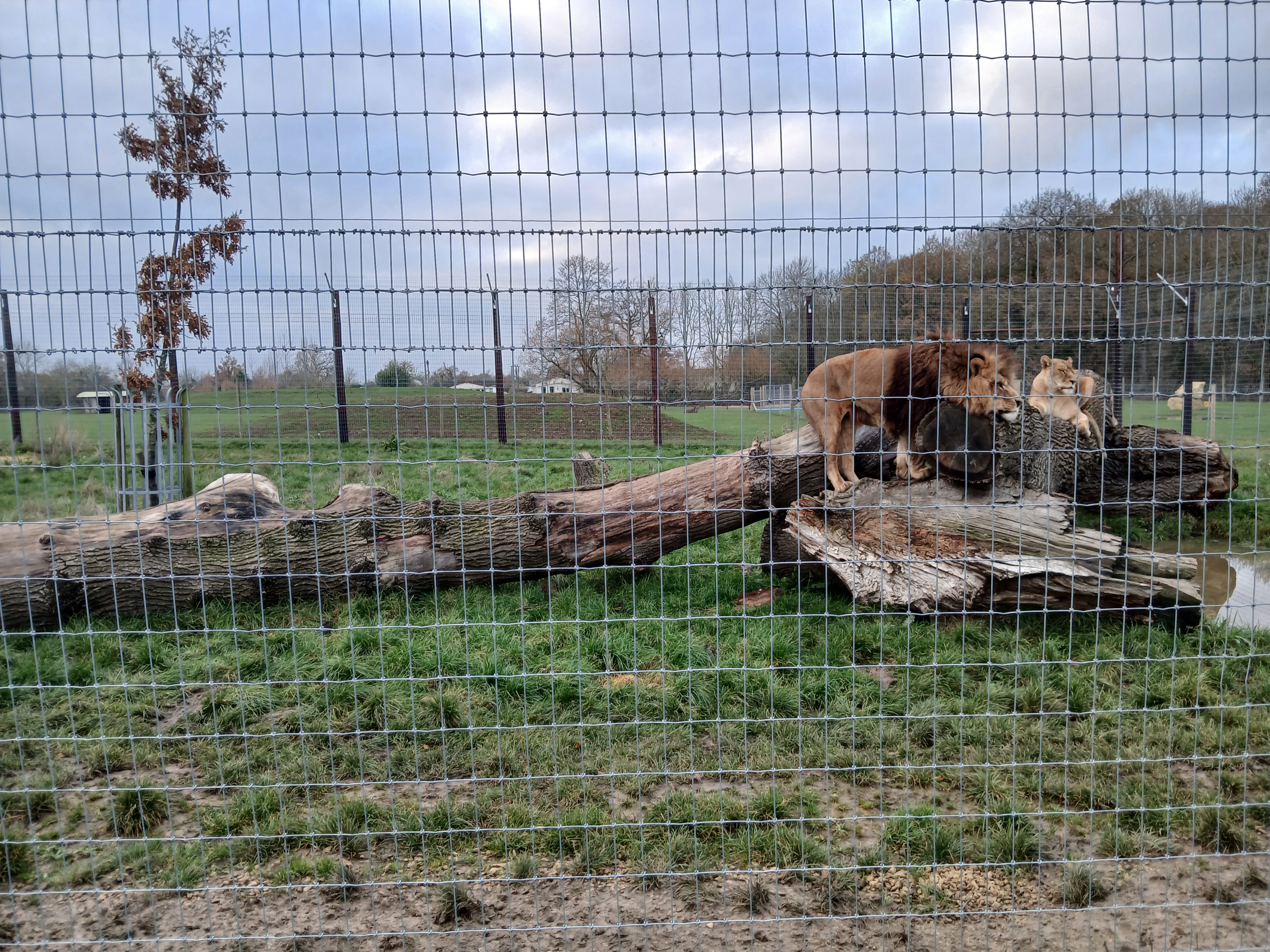 🐊 Johnsons of Old Hurst Zoo - An affordable zoo in Huntingdon not too far from Bedfordshire! 🌟 Whatsup Bedfordshire Recommended for 2024! at Johnsons of Old Hurst, Church St, Old Hurst, Huntingdon PE28 3AF
| Adults, Animals, Baby/Toddlers, Date Idea, Family, Food/Drink, Fun, Indoor, Kids, Low Cost, Outdoor, Play Area | Suitable for: Accessible, Blue Badge Parking, Children, Dog Friendly, Family, Free Parking, Toilets 🐊 Johnsons of Old Hurst Zoo - An affordable zoo in Huntingdon not too far from Bedfordshire! 🌟 Whatsup Bedfordshire Recommended for 2024! - Event Image 23 December 18, 2024 10:00 AM