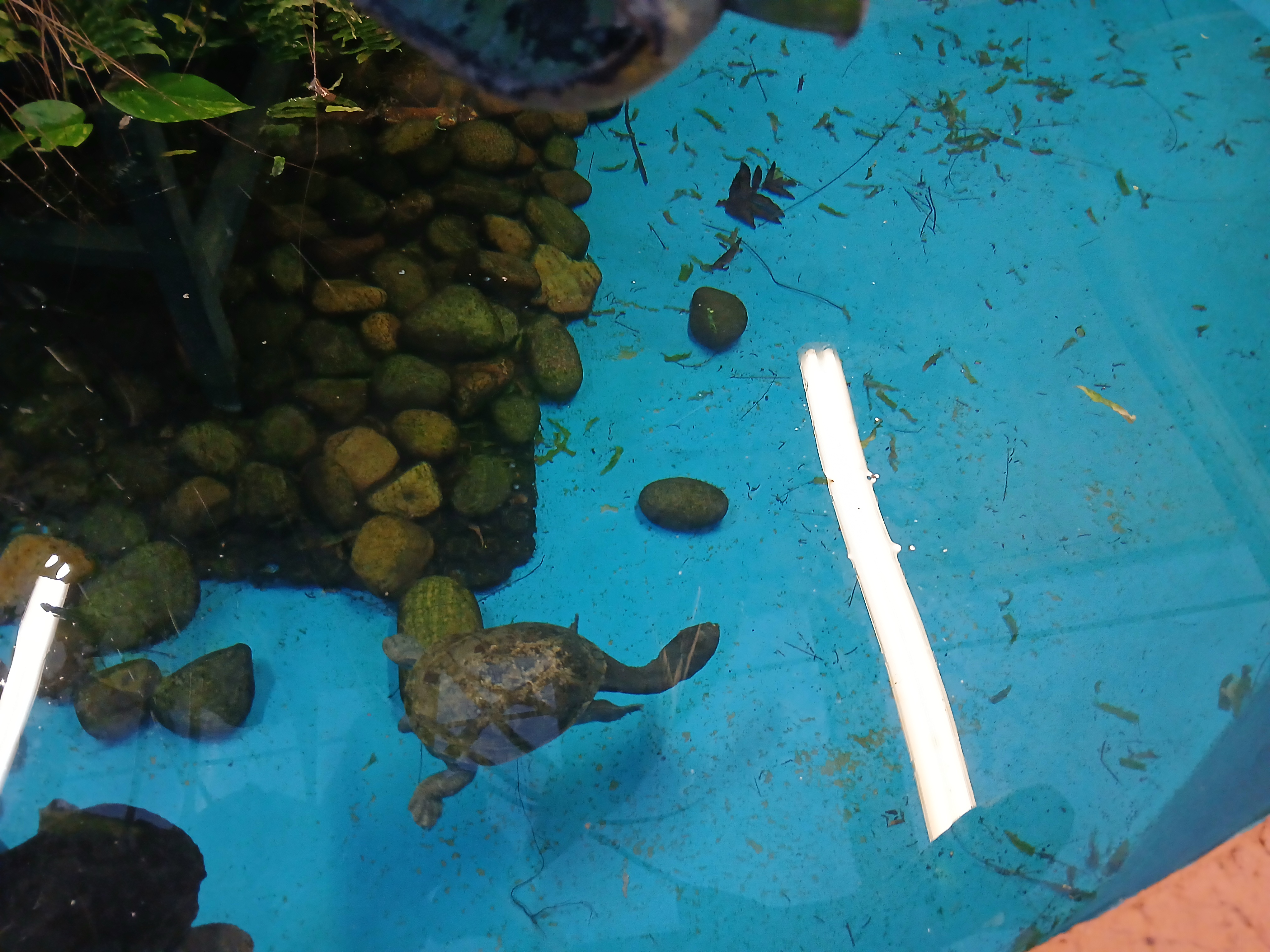 🐊 Johnsons of Old Hurst Zoo - An affordable zoo in Huntingdon not too far from Bedfordshire! 🌟 Whatsup Bedfordshire Recommended for 2024! at Johnsons of Old Hurst, Church St, Old Hurst, Huntingdon PE28 3AF
| Adults, Animals, Baby/Toddlers, Date Idea, Family, Food/Drink, Fun, Indoor, Kids, Low Cost, Outdoor, Play Area | Suitable for: Accessible, Blue Badge Parking, Children, Dog Friendly, Family, Free Parking, Toilets 🐊 Johnsons of Old Hurst Zoo - An affordable zoo in Huntingdon not too far from Bedfordshire! 🌟 Whatsup Bedfordshire Recommended for 2024! - Event Image 29 December 18, 2024 10:00 AM