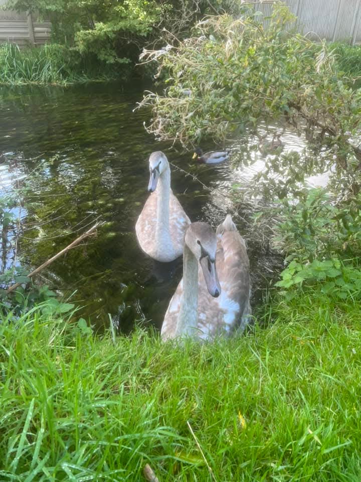 🚶♂️🌳🐦⬛An idea for a place to go for a Sunday walk in Bedfordshire. 🙋♀️FREE ☁️FRESH AIR 🌳NATURE 😌MENTAL HEALTH at Stotfold Watermill & Nature Reserve, Mill Lane, Stotfold, Hitchin SG5 4NU England | Adults, Date Idea, Family, Free, Health & Wellbeing, Outdoor, Parks, Scenic | Suitable for: Children, Dog Friendly, Family, Free Parking, Parking Onsite 🚶♂️🌳🐦⬛An idea for a place to go for a Sunday walk in Bedfordshire. 🙋♀️FREE ☁️FRESH AIR 🌳NATURE 😌MENTAL HEALTH - Event Image 4 January 12, 2025
