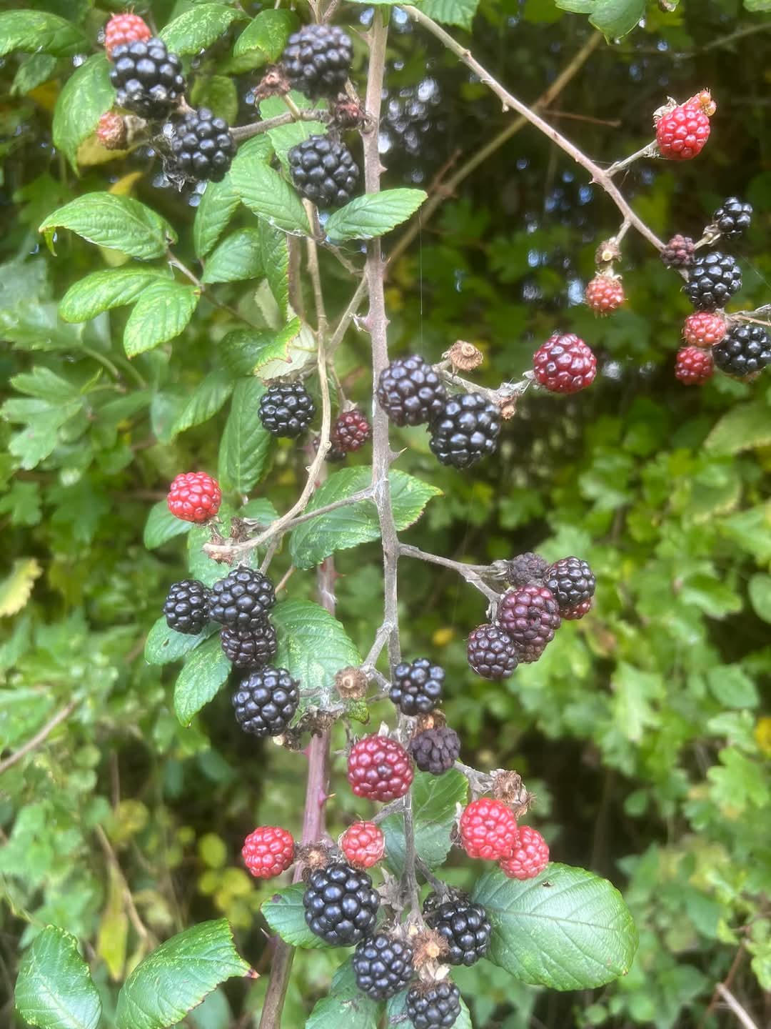 🚶♂️🌳🐦⬛An idea for a place to go for a Sunday walk in Bedfordshire. 🙋♀️FREE ☁️FRESH AIR 🌳NATURE 😌MENTAL HEALTH at Stotfold Watermill & Nature Reserve, Mill Lane, Stotfold, Hitchin SG5 4NU England | Adults, Date Idea, Family, Free, Health & Wellbeing, Outdoor, Parks, Scenic | Suitable for: Children, Dog Friendly, Family, Free Parking, Parking Onsite 🚶♂️🌳🐦⬛An idea for a place to go for a Sunday walk in Bedfordshire. 🙋♀️FREE ☁️FRESH AIR 🌳NATURE 😌MENTAL HEALTH - Event Image 6 January 12, 2025