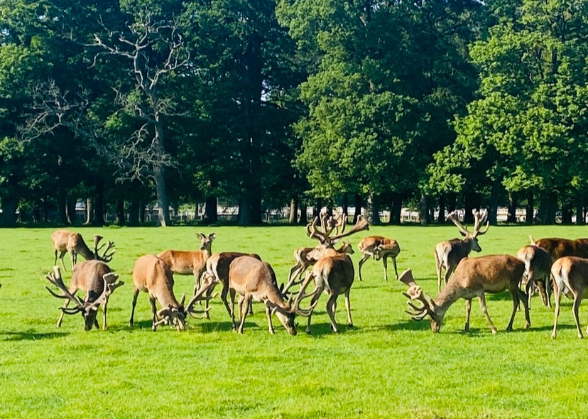 🦌 Deer Park Tour & Dinner Event 🦌 - August 02, 2024 06:00 PM at The Woburn 7 George Street, Milton Keynes, MK17 9PX, United Kingdom