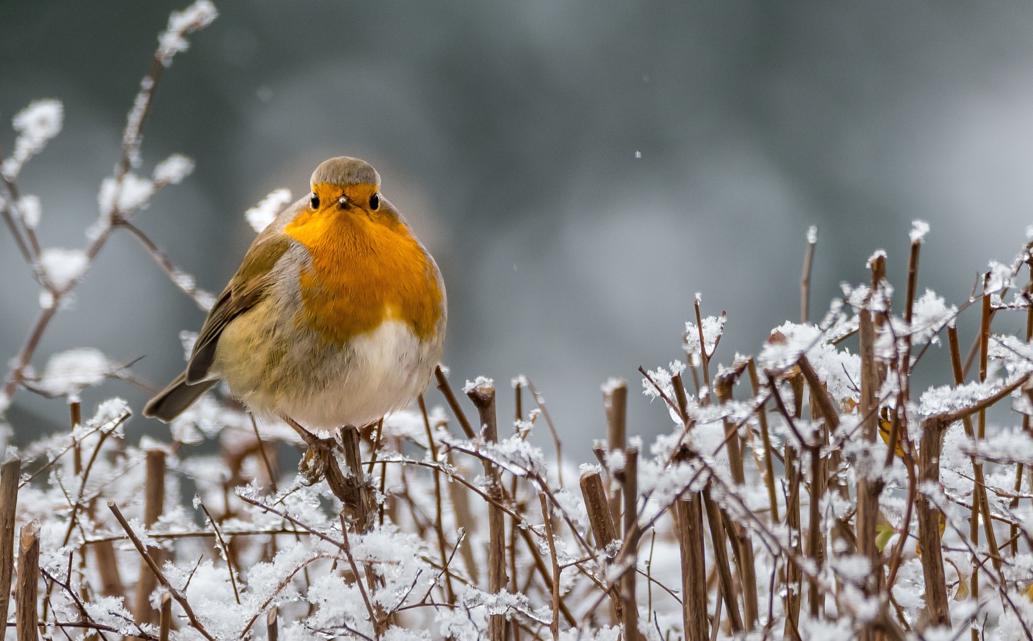 🐦 FREE Learning Lunchtimes: The naming of birds; why is a Robin called a Robin? - Marston Moretaine  - January 20, 2025 11:00 AM at The Forest Centre, Millennium Country Park, Marston Moretaine, MK43 0PR