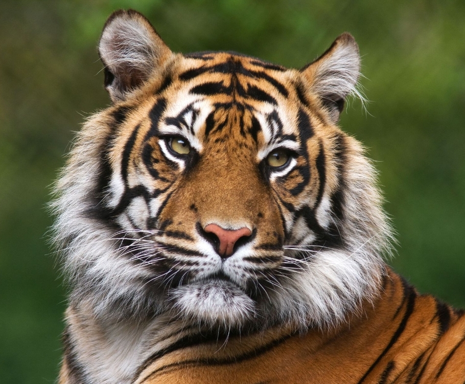 🦁 Universal Credit Low Cost Whipsnade Zoo tickets 2025! - Event Image 2 May 27, 2025 