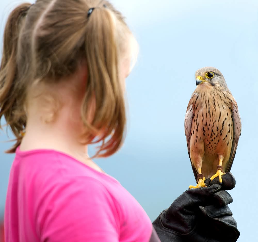 🦉 Indoor parent and toddler Owl and animal sessions (pre-booking required) - Event Image 3 February 07, 2025 09:30 AM