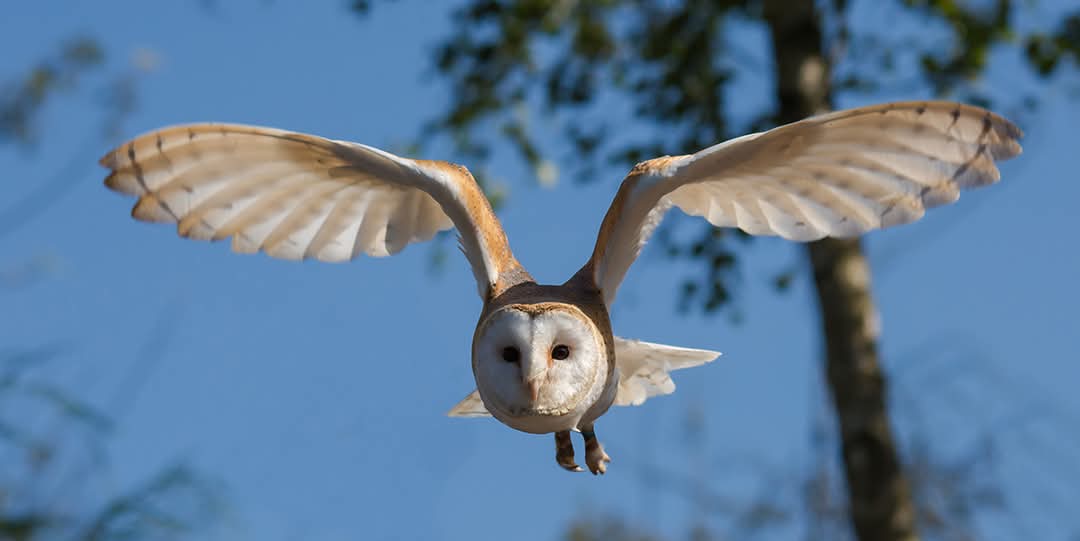 😋 🦉 Lunch Club at Herrings Green Farm 2025 at Herrings Green Activity Farm & Birds of Prey Centre, Herrings Green Farm , Cotton End Road, Wilstead, Bedfordshire, MK45 3DT | Adults, Advance Booking, Food/Drink, Indoor, Social, OAP, Animals | Suitable for: Free Parking, Parking Onsite, Toilets 😋 🦉 Lunch Club at Herrings Green Farm 2025 - Event Image 2 May 16, 2025 12:00 PM