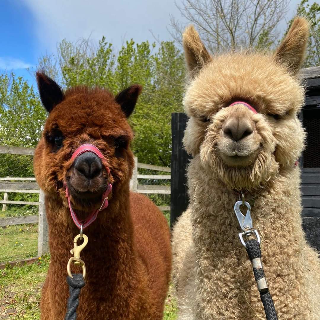 🦙 SUMMER ALPACA WALK & TEA FOR 2! - Event Image 2 August 25, 2024 