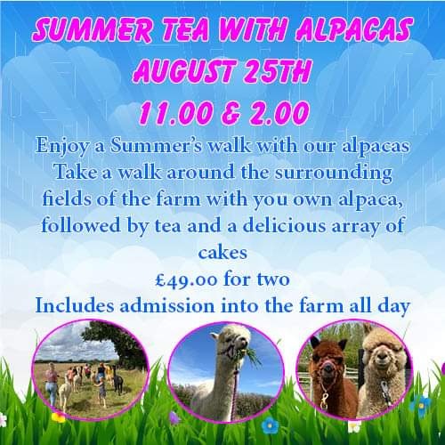 🦙 SUMMER ALPACA WALK & TEA FOR 2! - Event Image 3 August 25, 2024 
