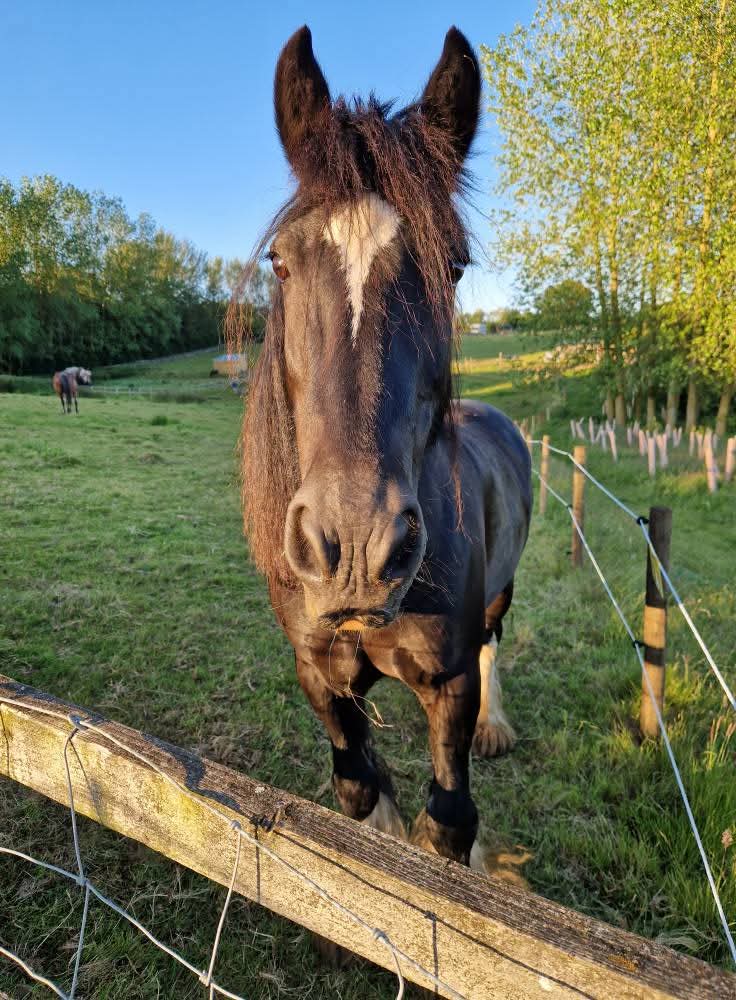 🐰 Little Dinosaurs Studio Craft and Farm Event at Animal Edge in Millbrook February Half Term 2025 - Event Image 2 February 17, 2025 10:00 AM