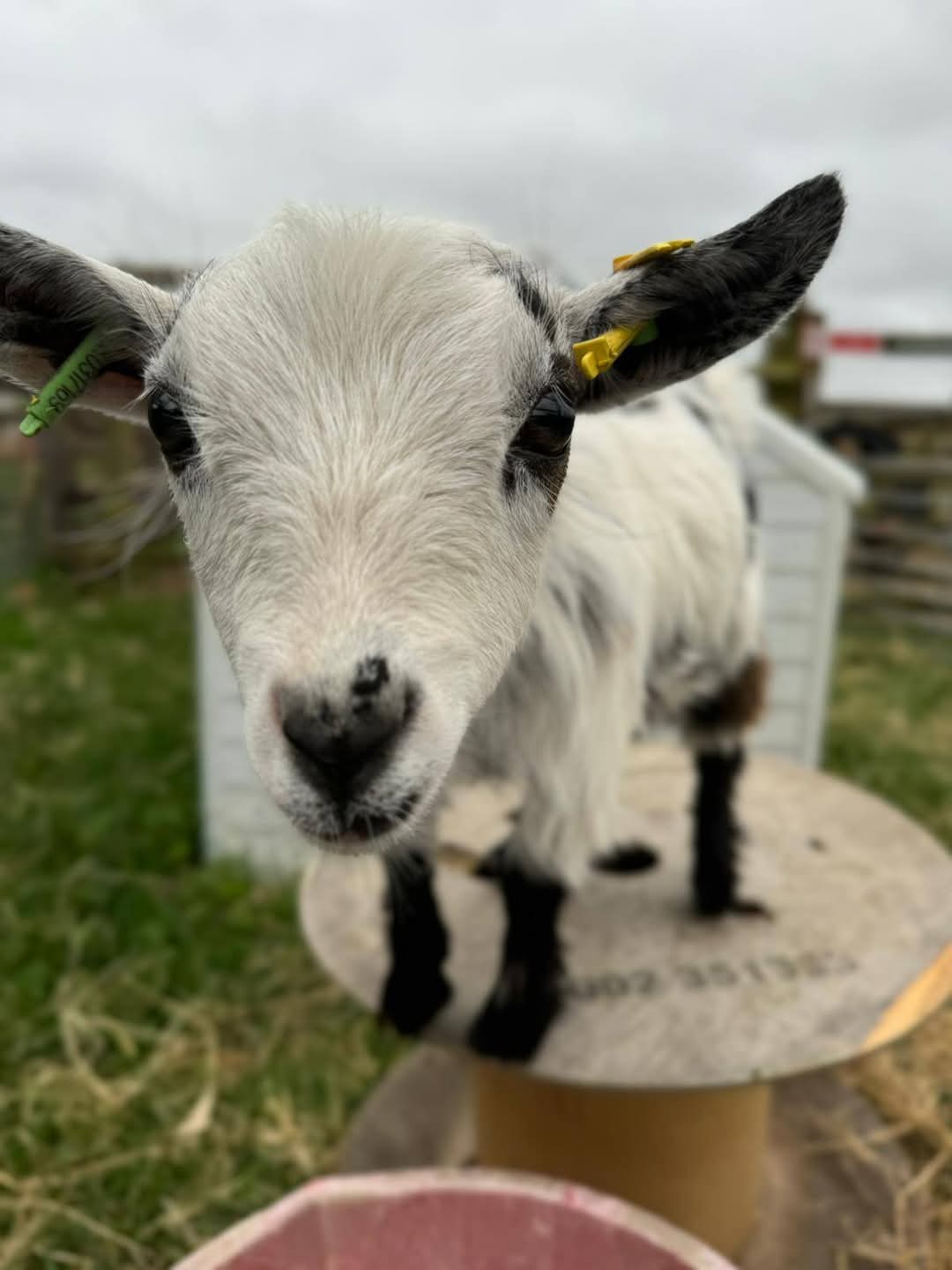 🐰 Little Dinosaurs Studio Craft and Farm Event at Animal Edge in Millbrook February Half Term 2025 - Event Image 3 February 17, 2025 10:00 AM
