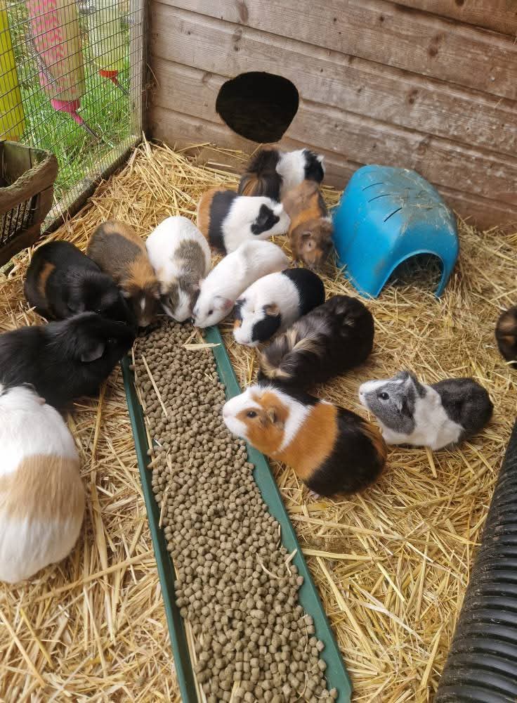 🐰 Little Dinosaurs Studio Craft and Farm Event at Animal Edge in Millbrook February Half Term 2025 - Event Image 4 February 17, 2025 10:00 AM