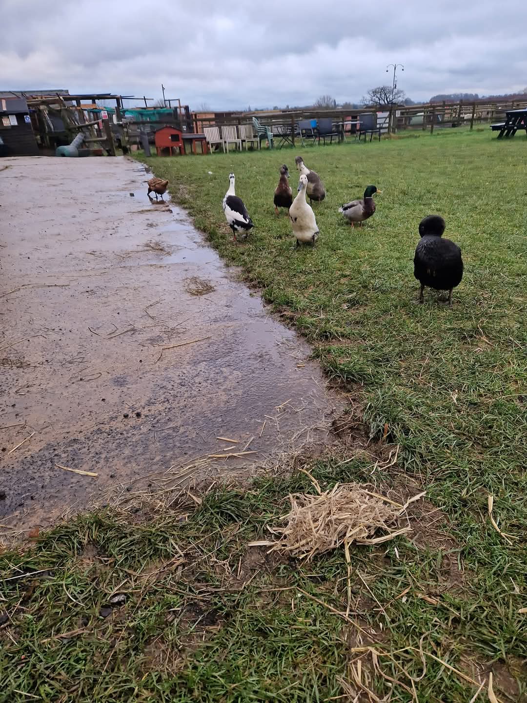 🐰 Little Dinosaurs Studio Craft and Farm Event at Animal Edge in Millbrook February Half Term 2025 - Event Image 6 February 17, 2025 10:00 AM