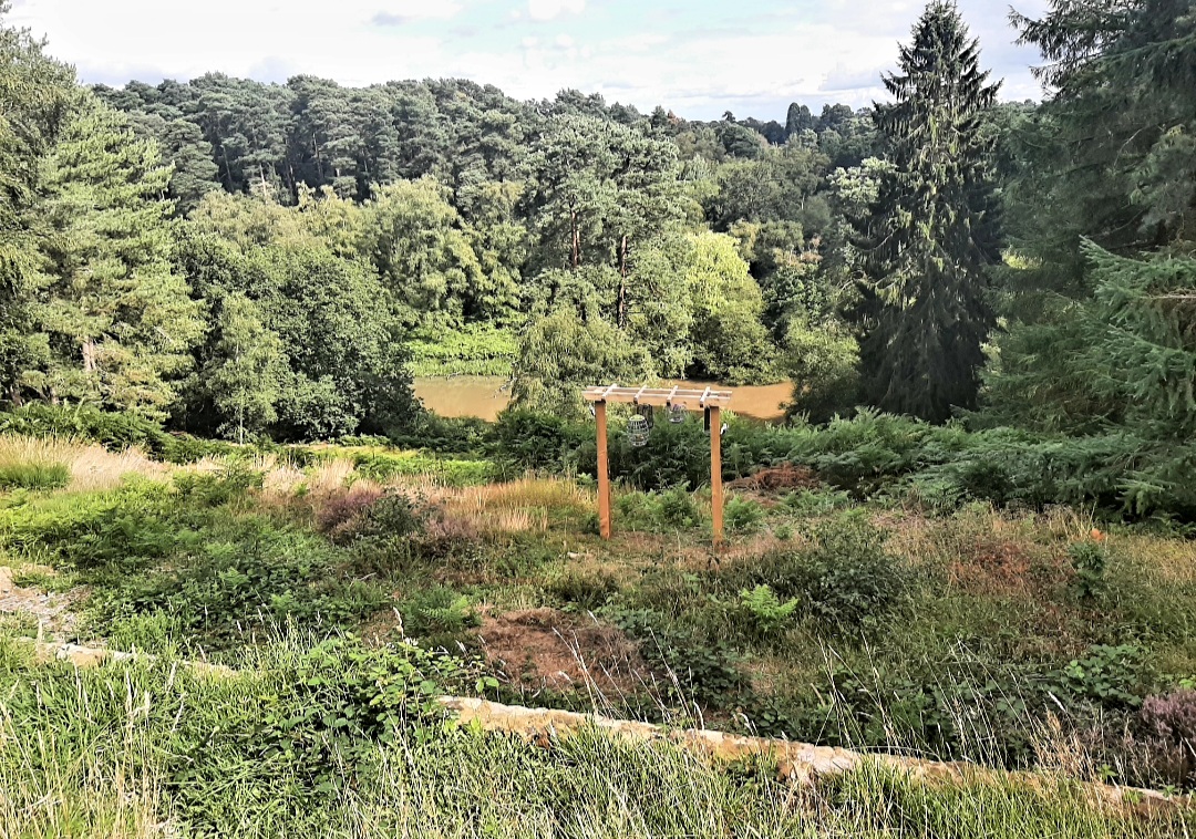 🐞Heathland Bug Lab at Rushmere ages 5+ - Event Image 7 August 13, 2024 02:00 PM