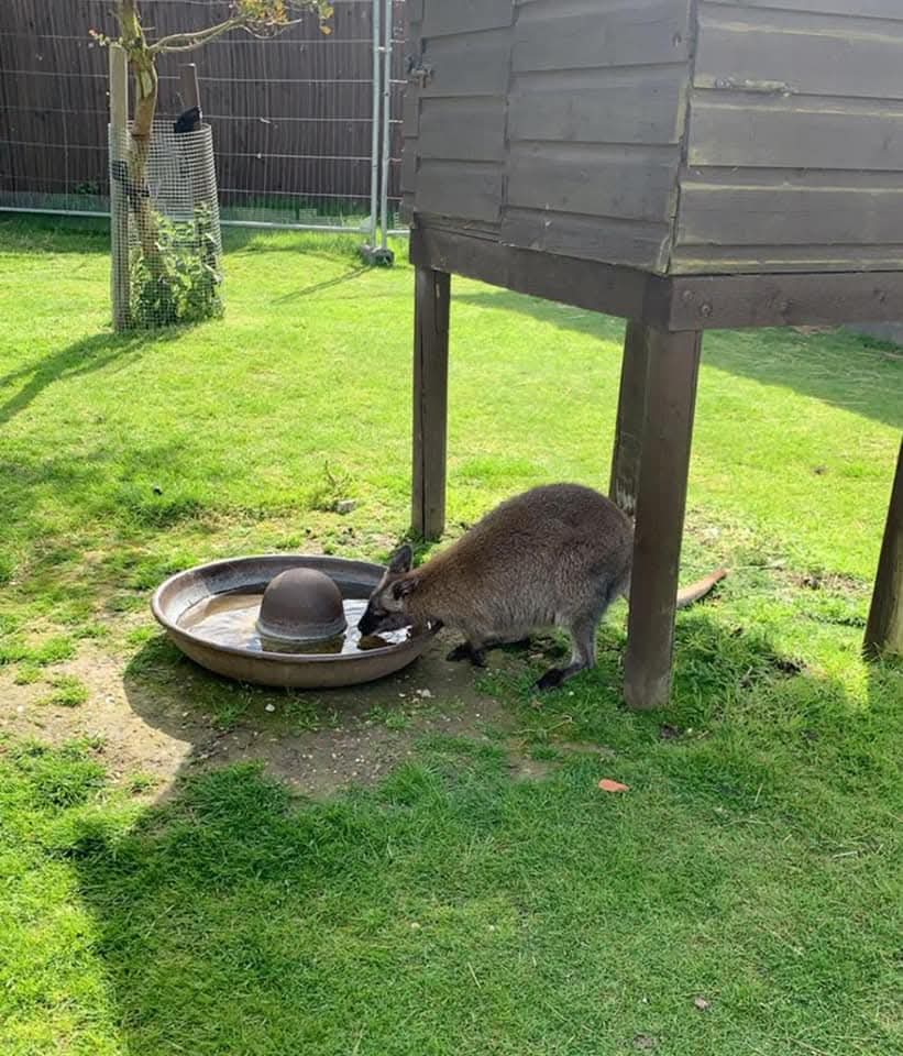 🐯Get a cheap day out at Shepreth Wildlife Park in Hertfordshire using your Tesco Club Card points! | Categories: Attractions | Featured Deal 🐯Get a cheap day out at Shepreth Wildlife Park in Hertfordshire using your Tesco Club Card points! -