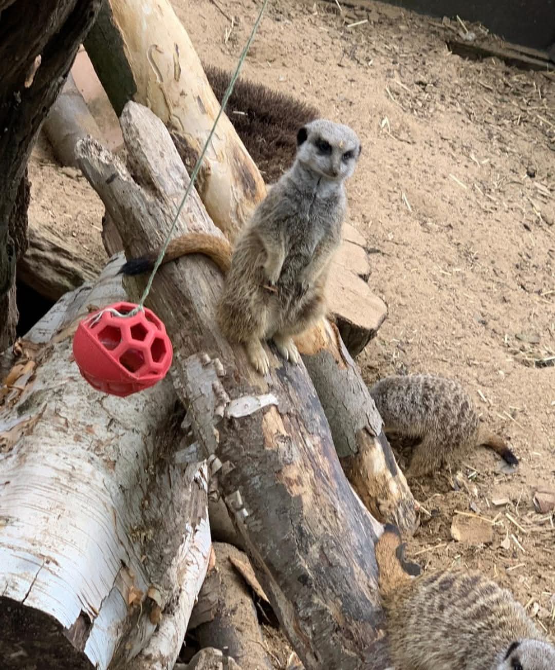 🐯Get a cheap day out at Shepreth Wildlife Park in Hertfordshire using your Tesco Club Card points! | Categories: Attractions | Featured Deal 🐯Get a cheap day out at Shepreth Wildlife Park in Hertfordshire using your Tesco Club Card points! -