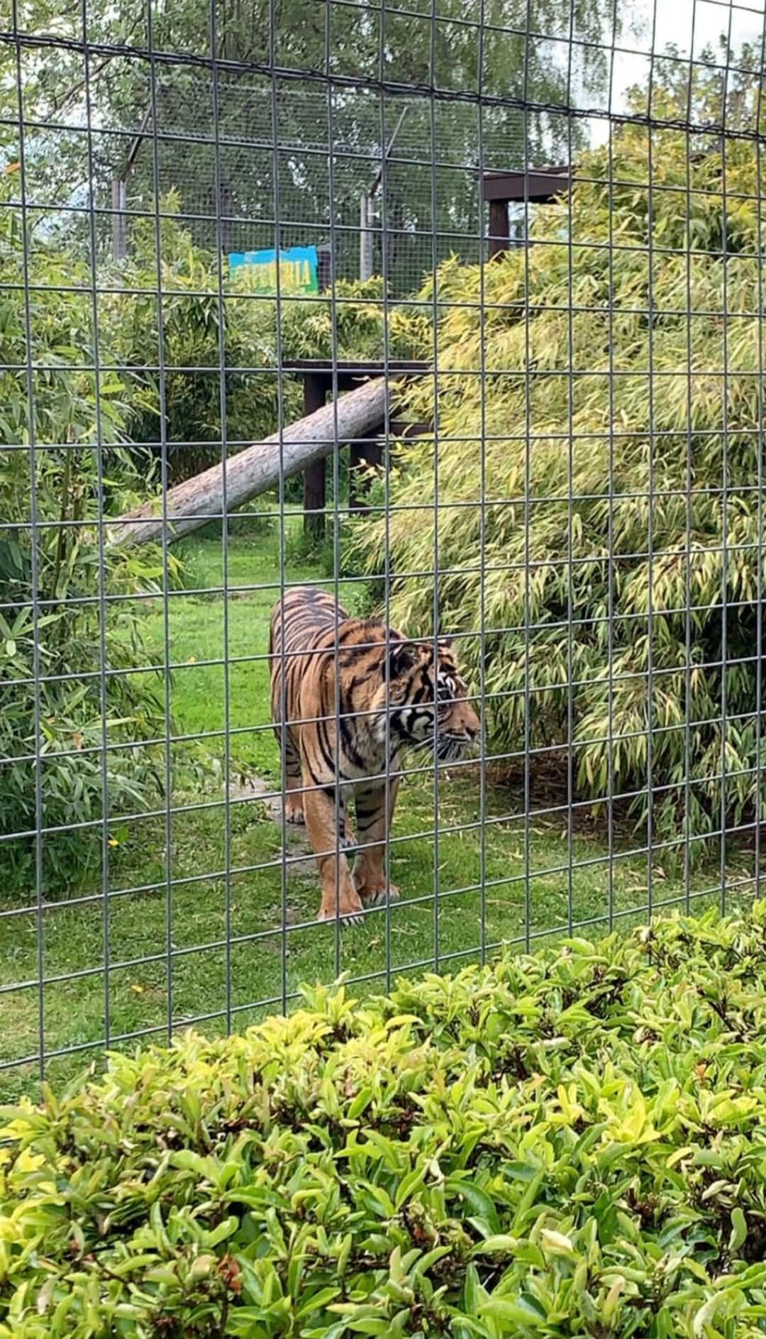 🐯Get a cheap day out at Shepreth Wildlife Park in Hertfordshire using your Tesco Club Card points! | Categories: Attractions | Featured Deal 🐯Get a cheap day out at Shepreth Wildlife Park in Hertfordshire using your Tesco Club Card points! -
