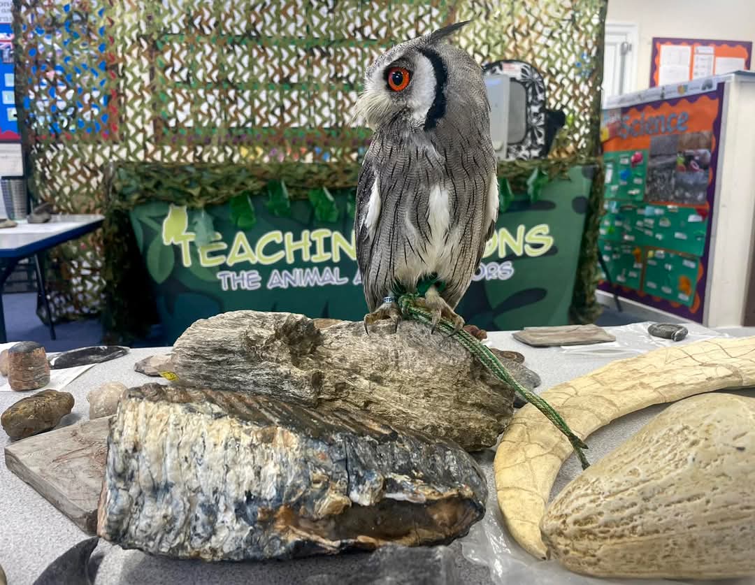 🐾 FREE ANIMAL ENCOUNTERS AT HOUGHTON HALL PARK, FEBRUARY HALF TERM 2025 - Event Image 3 February 21, 2025 10:00 AM