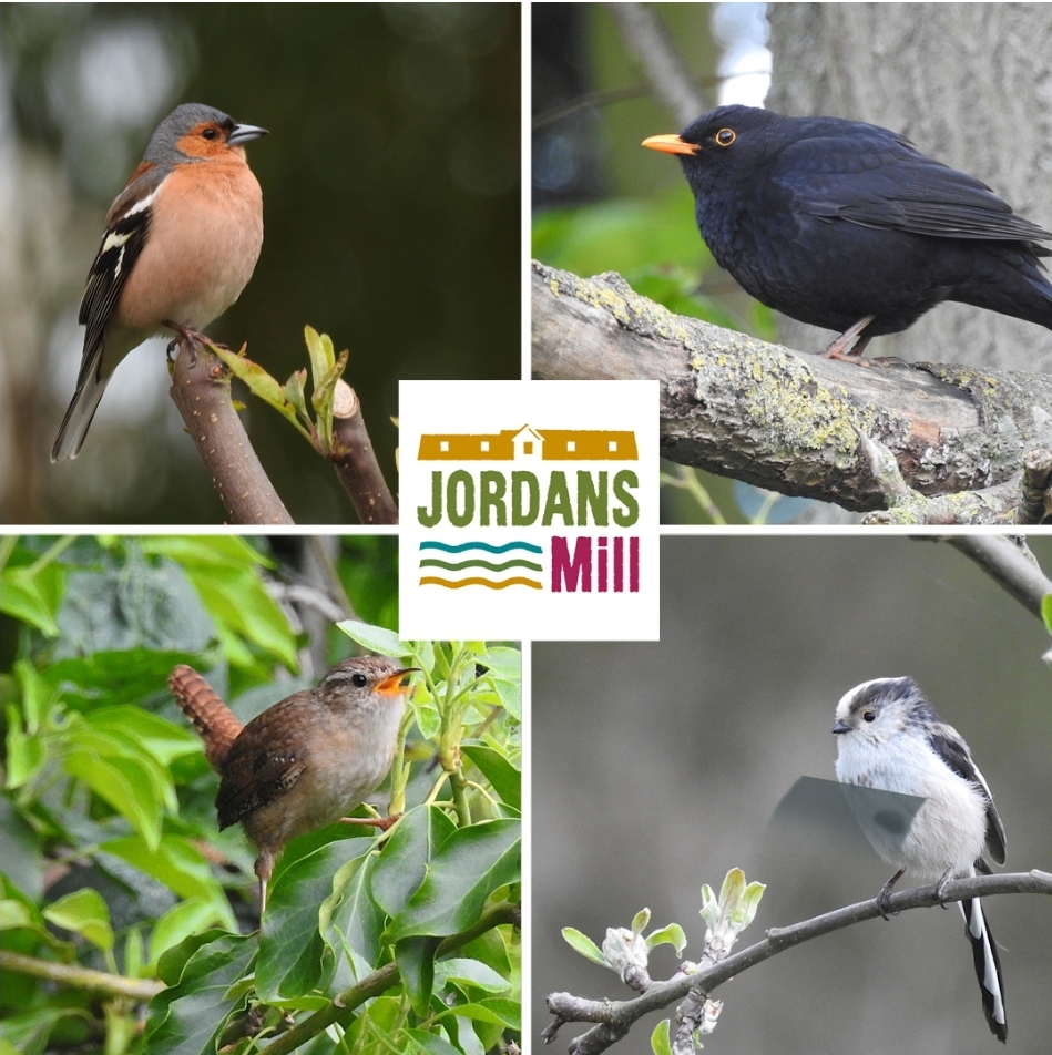 🐦 FREE RSPB BIRD WATCH AT JORDANS MILL IN BROOM  - Event Image 2 January 25, 2025 09:00 AM