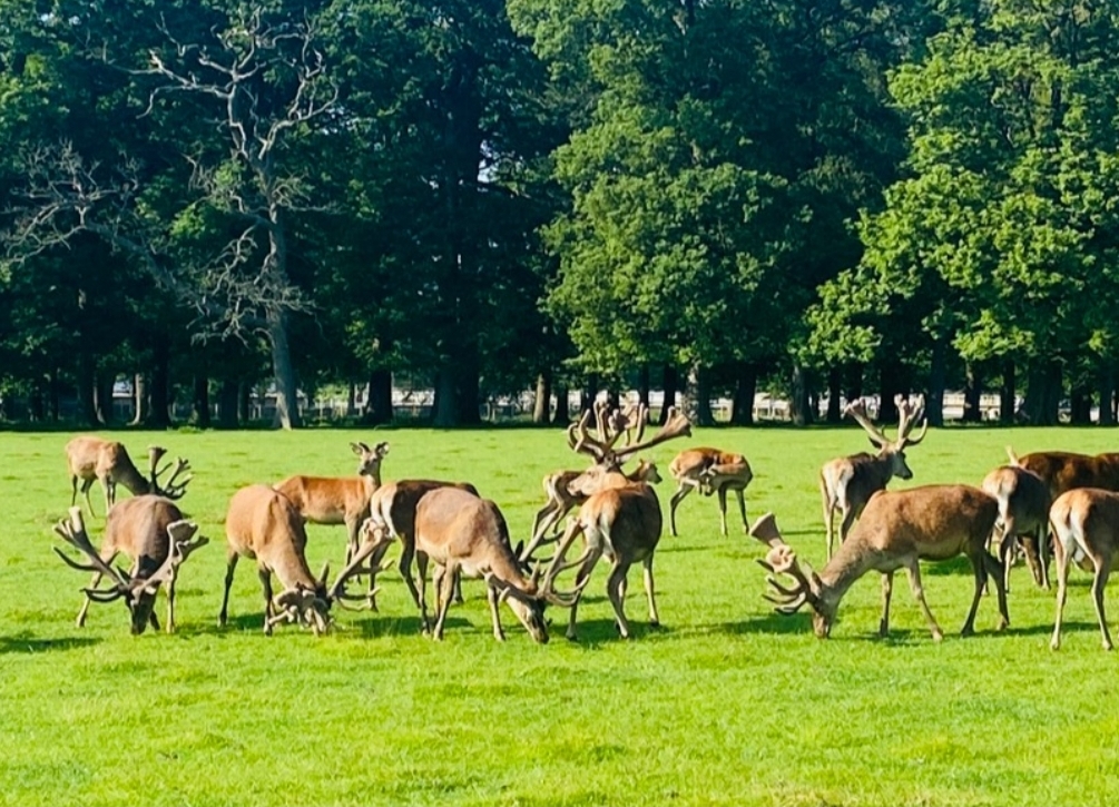 🦌 Deer Park Tour & Dinner Event 🦌 - Event Image 2 August 02, 2024 06:00 PM