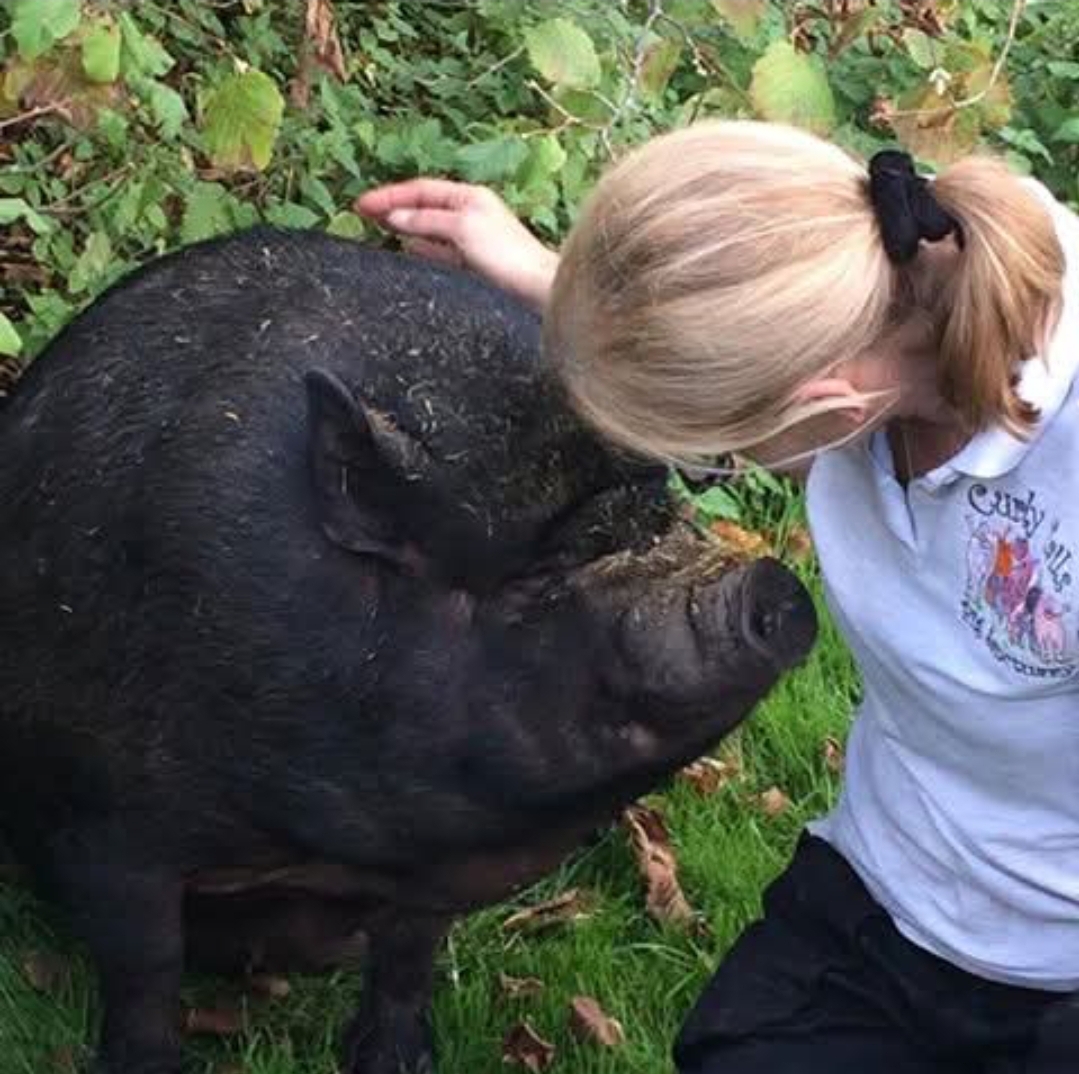 🐷 Curly Tails Pigs Sanctuary in Milton Keynes 2025 - Event Image 2 April 15, 2025 11:00 AM