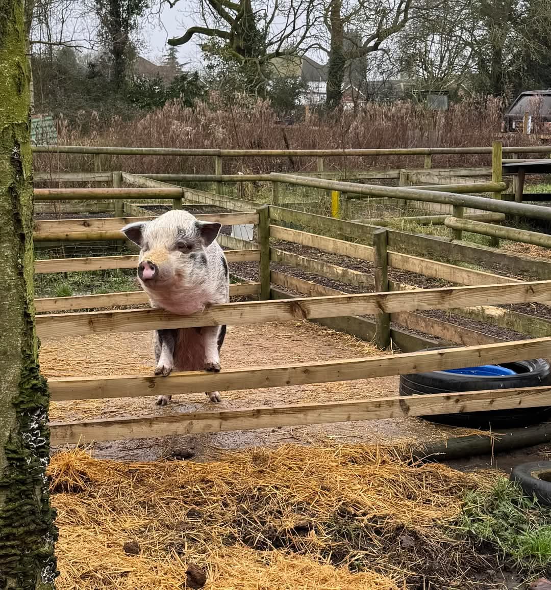 🐷 Curly Tails Pigs Sanctuary in Milton Keynes 2025 - Event Image 3 April 15, 2025 11:00 AM