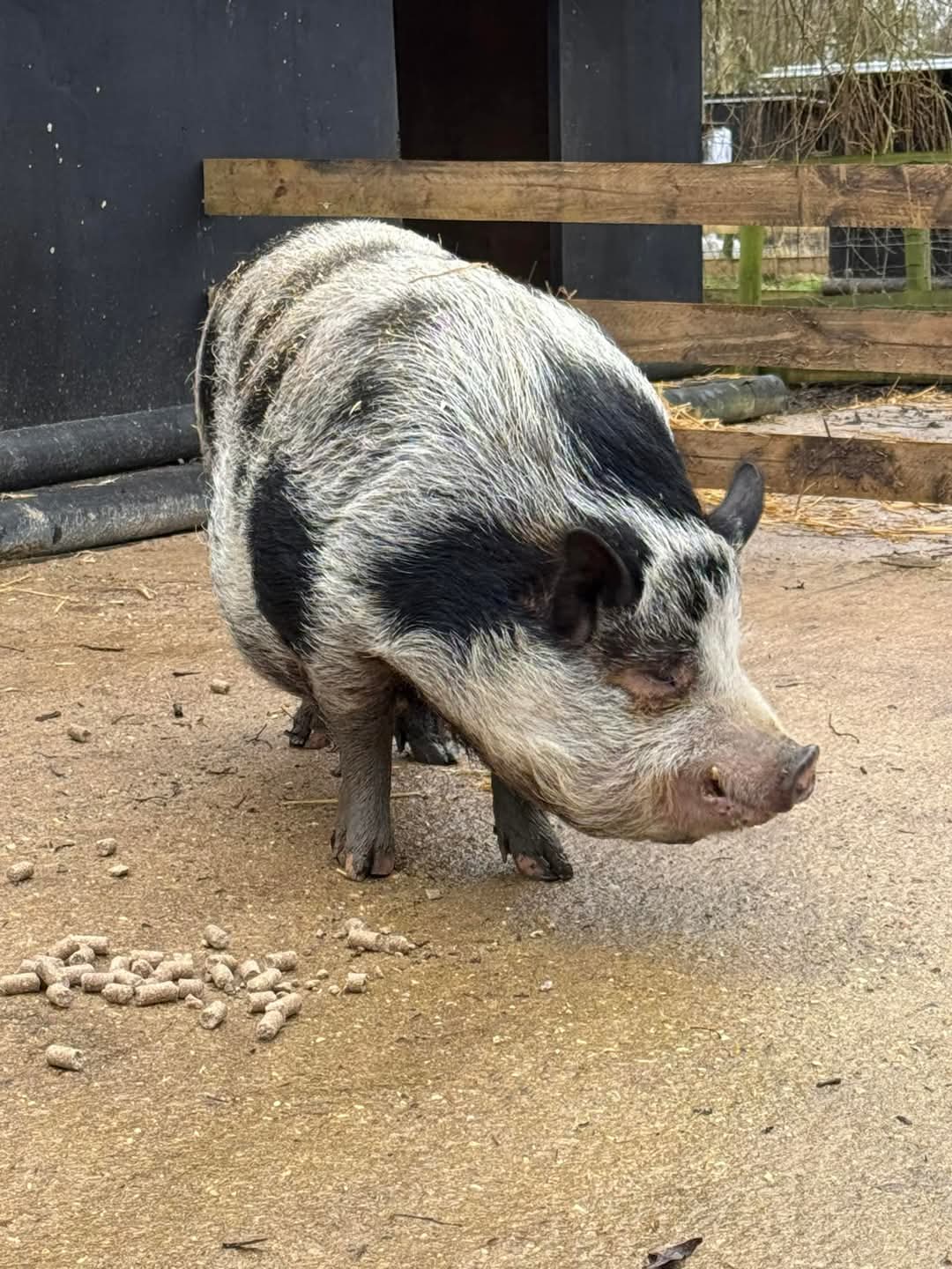 🐷 Curly Tails Pigs Sanctuary in Milton Keynes 2025 - Event Image 4 April 15, 2025 11:00 AM