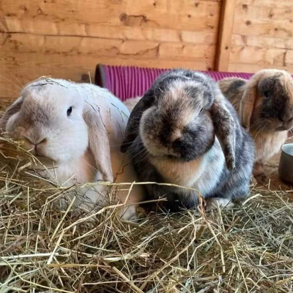 🐐 Family fun day - Bank Holiday Monday - Animal Edge, Millbrook - Event Image 3 August 26, 2024 10:00 AM
