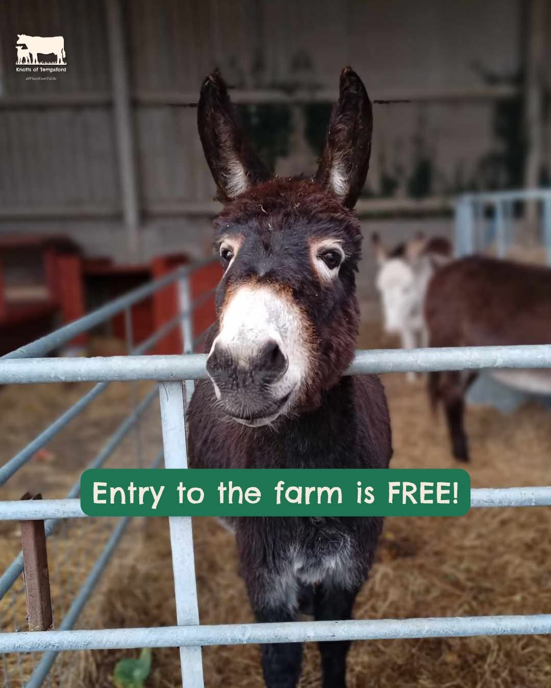 🐽 FREE ENTRY TO KNOTTS OF TEMPSFORD FARM - Event Image 2 May 30, 2025 09:00 AM