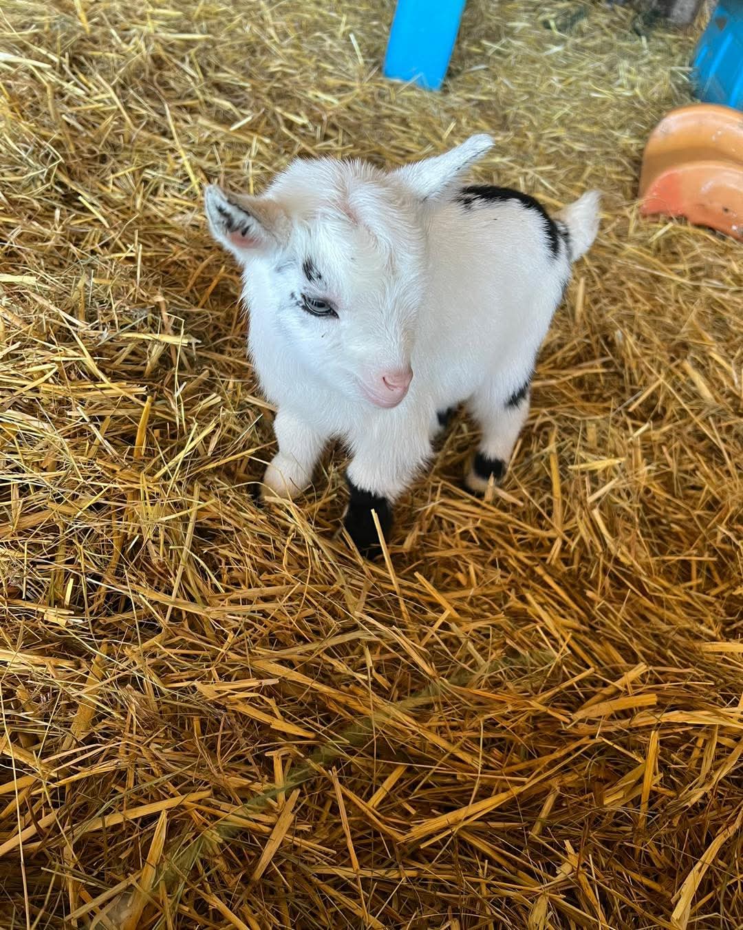 🐽 FREE ENTRY TO KNOTTS OF TEMPSFORD FARM - Event Image 3 May 30, 2025 09:00 AM