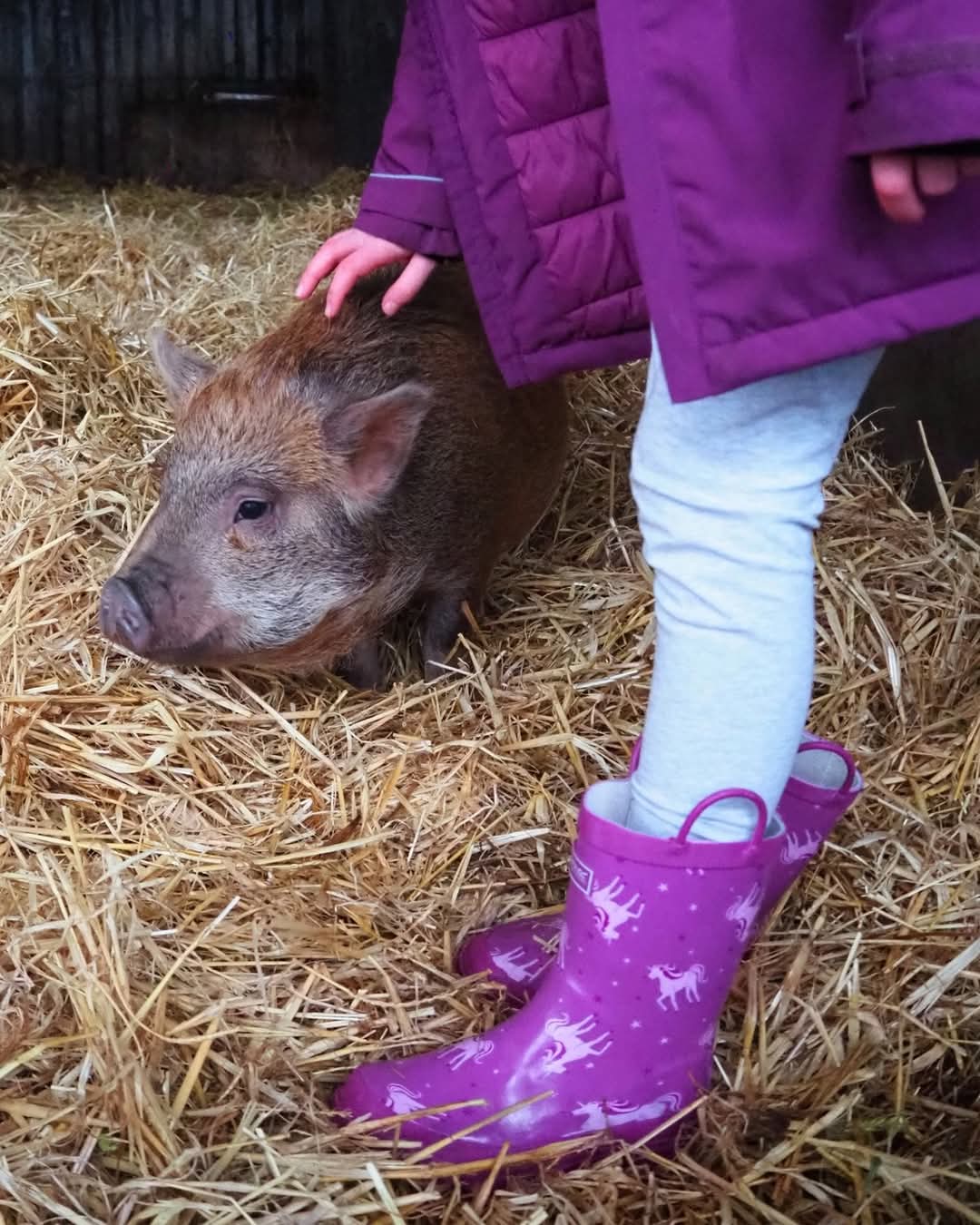 🐽 FREE ENTRY TO KNOTTS OF TEMPSFORD FARM - Event Image 4 May 30, 2025 09:00 AM