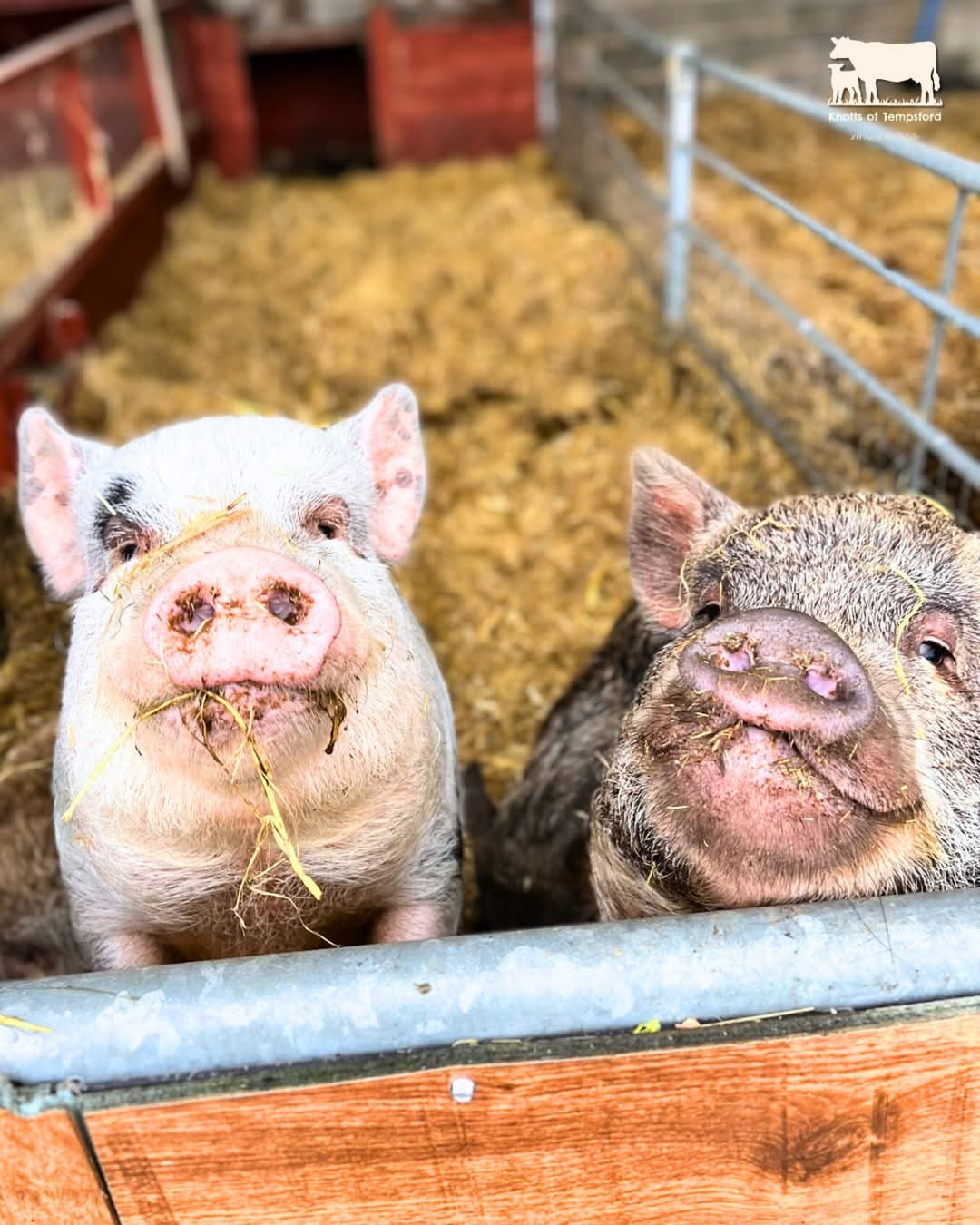 🐽 FREE ENTRY TO KNOTTS OF TEMPSFORD FARM - Event Image 5 May 30, 2025 09:00 AM