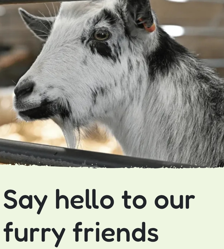 🤸♂️🥂💘 Adults Valentines Farm Night Addition at Mead Open Farm, Leighton Buzzard 2025 at Mead Open Farm Stanbridge Road,
Billington, Bedfordshire, LU7 9JH | Adults, Animals, Food/Drink, Indoor, Ticket Event, Date Idea, Entertainment, Music, Nightlife, Play Area, Social, Fun, Outdoor, Advance Booking, Rainy Days, Tickets | Suitable for: Adults Only, Free Parking, Parking Onsite, Toilets, Children 🤸♂️🥂💘 Adults Valentines Farm Night Addition at Mead Open Farm, Leighton Buzzard 2025 - Event Image 7 February 15, 2025 07:00 PM