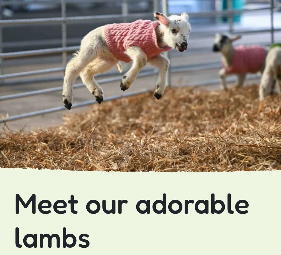 🤸♂️🥂💘 Adults Valentines Farm Night Addition at Mead Open Farm, Leighton Buzzard 2025 at Mead Open Farm Stanbridge Road,
Billington, Bedfordshire, LU7 9JH | Adults, Animals, Food/Drink, Indoor, Ticket Event, Date Idea, Entertainment, Music, Nightlife, Play Area, Social, Fun, Outdoor, Advance Booking, Rainy Days, Tickets | Suitable for: Adults Only, Free Parking, Parking Onsite, Toilets, Children 🤸♂️🥂💘 Adults Valentines Farm Night Addition at Mead Open Farm, Leighton Buzzard 2025 - Event Image 8 February 15, 2025 07:00 PM