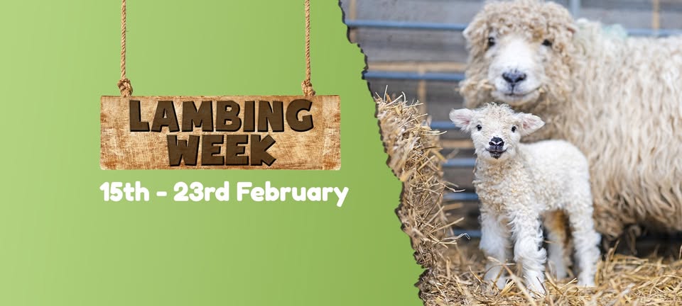 🐑 Lambing Week at Mead Open Farm 2025, Leighton Buzzard - Original Event Image | Animals, Attractions, Entertainment, Fun, Outdoor, Advance Booking, Baby/Toddlers, Creative, Half Term, Indoor, Kids, Play Area, Rainy Days, Ticket Event | Suitable for: Accessible, Children, Family, Free Parking, Parking Onsite, Toilets 🐑 Lambing Week at Mead Open Farm 2025, Leighton Buzzard - February 15, 2025 10:00 AM at The Extra Myle, Stanbridge Road, Leighton Buzzard, LU7 4WN, United Kingdom