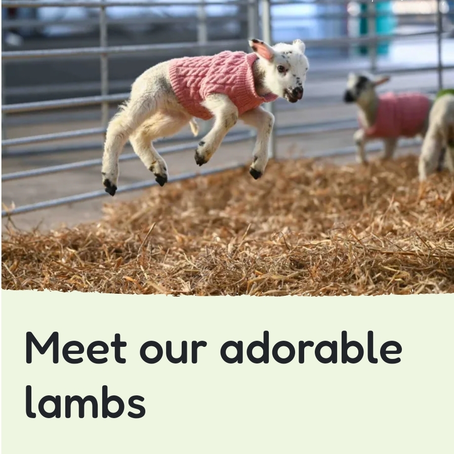 🐑 Lambing Week at Mead Open Farm 2025, Leighton Buzzard at The Extra Myle, Stanbridge Road, Leighton Buzzard, LU7 4WN, United Kingdom | Animals, Attractions, Entertainment, Fun, Outdoor, Advance Booking, Baby/Toddlers, Creative, Half Term, Indoor, Kids, Play Area, Rainy Days, Ticket Event | Suitable for: Accessible, Children, Family, Free Parking, Parking Onsite, Toilets 🐑 Lambing Week at Mead Open Farm 2025, Leighton Buzzard - Event Image 6 February 15, 2025 10:00 AM